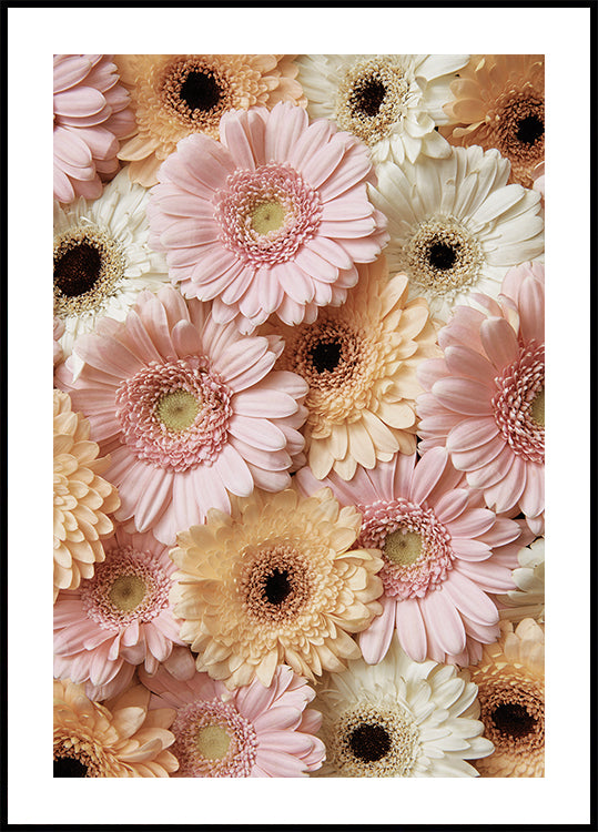 Zartes Gerbera-Poster - Posterbox.dk