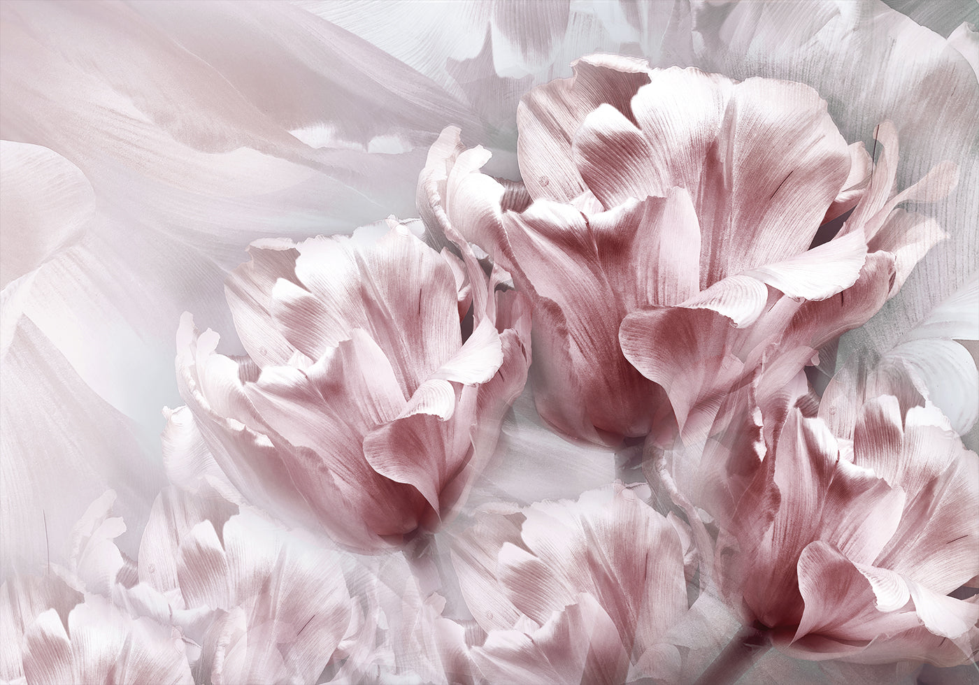 Poster mit zartrosa Tulpen - Posterbox.dk