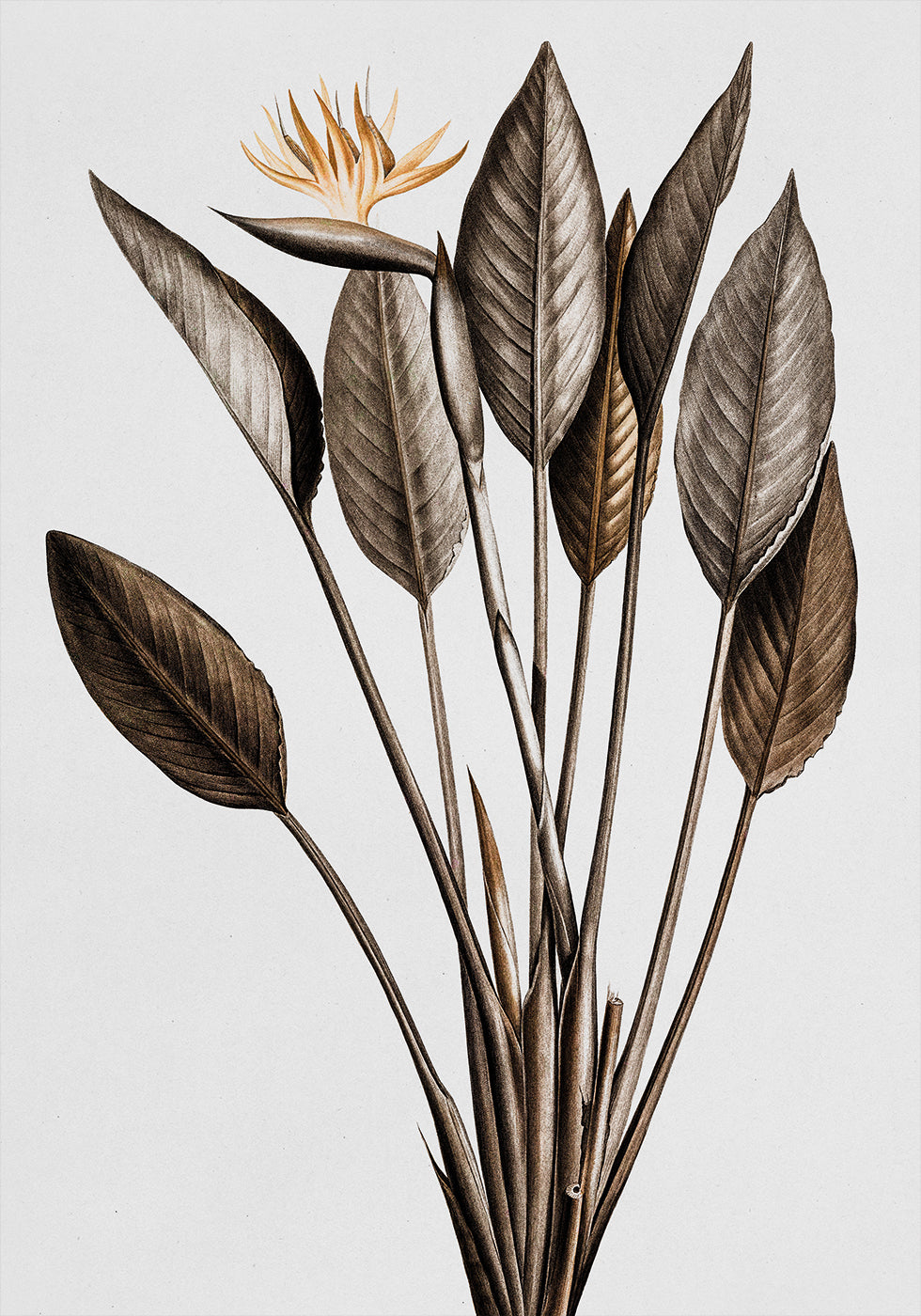 Vintage-Paradiesvogel-Poster - Posterbox.dk