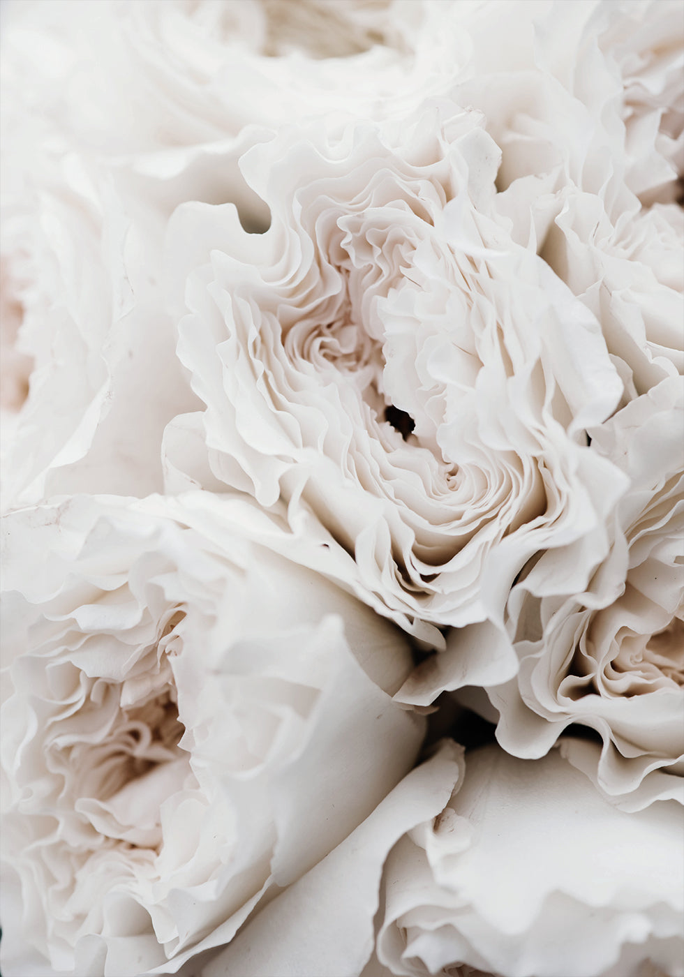 Poster mit weißen blühenden Rosen - Posterbox.dk