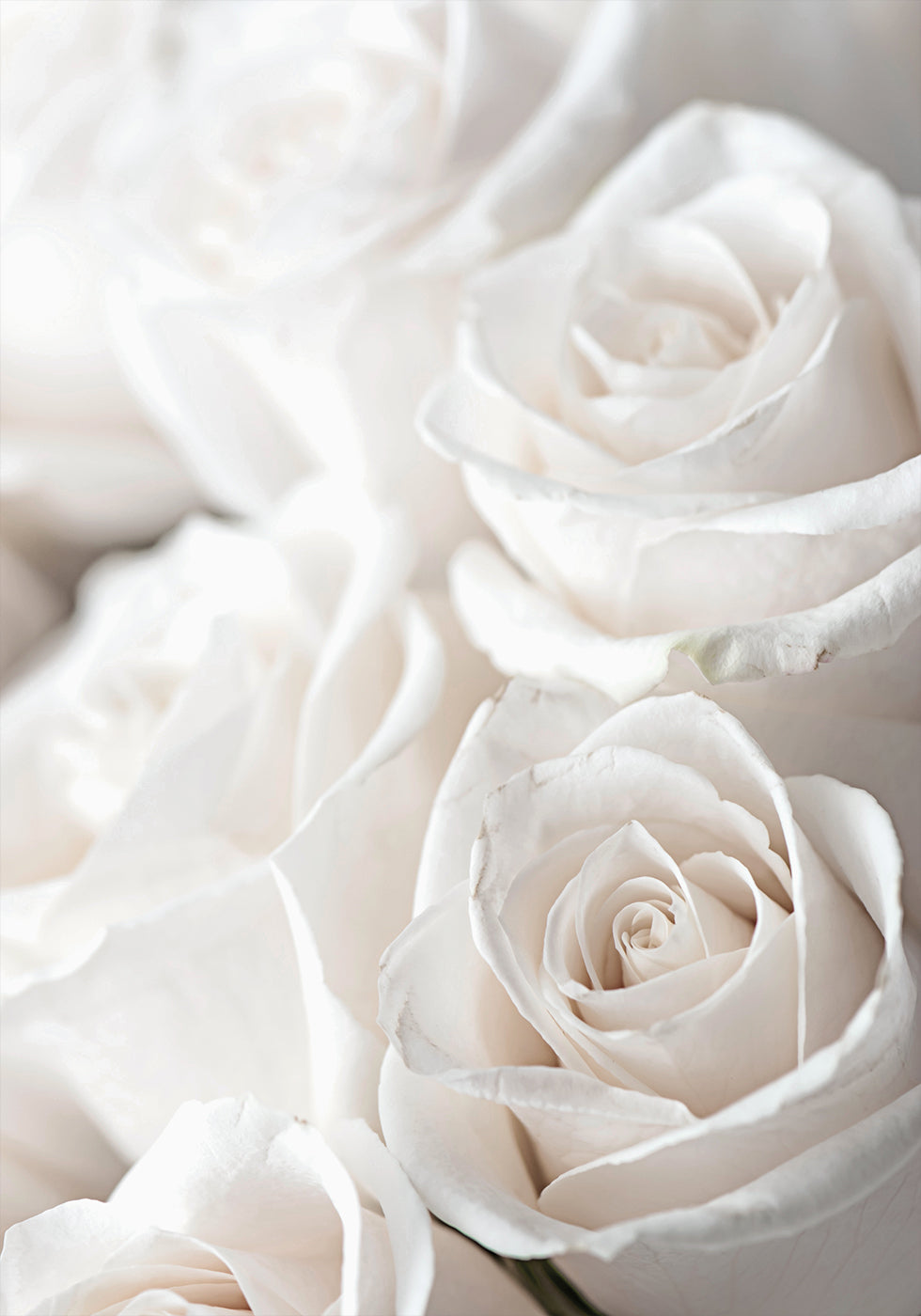 Poster mit weißen blühenden Rosen - Posterbox.dk