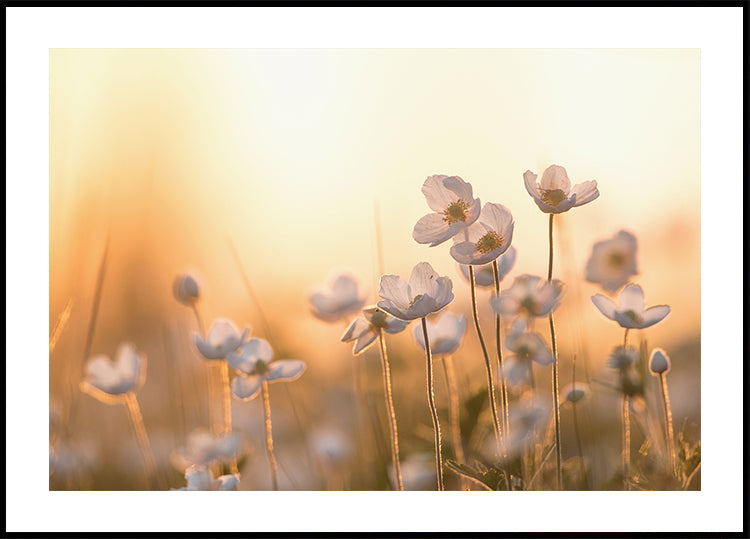 Wilde Anemone bei Sonnenuntergang Poster - Posterbox.dk