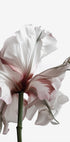 Welting Beauty: A Drying Flower Poster - Posterbox.dk