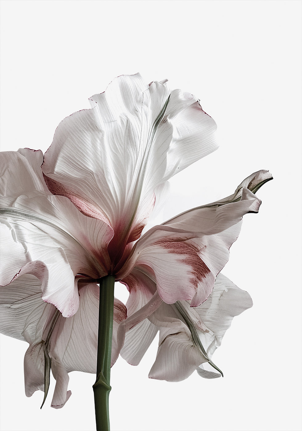Welting Beauty: A Drying Flower Poster - Posterbox.dk