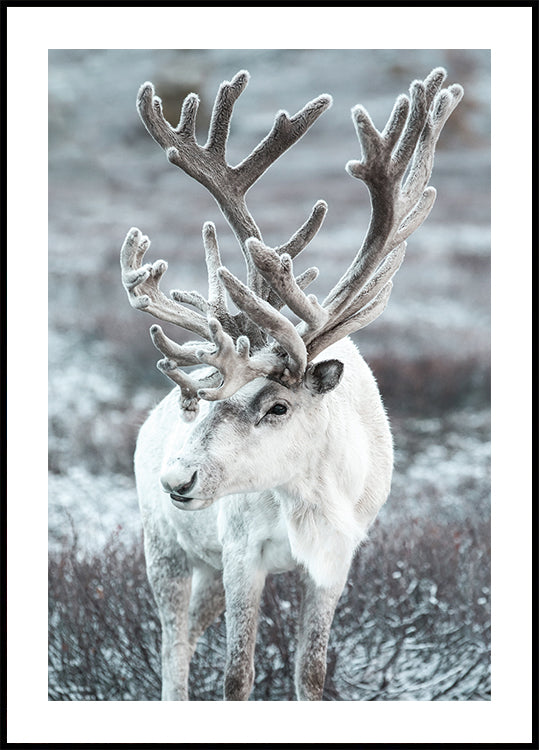 Winter-Rentier in frostiger Landschaft Poster - Posterbox.dk