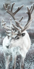 Winter-Rentier in frostiger Landschaft Poster - Posterbox.dk