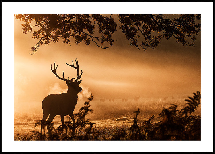 Red Deer Stag in the Mist Plakat - Posterbox