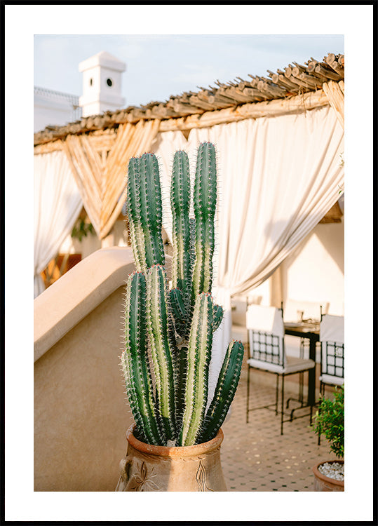 Rooftop Cactus | Morocco Travel Photography Plakat - Posterbox