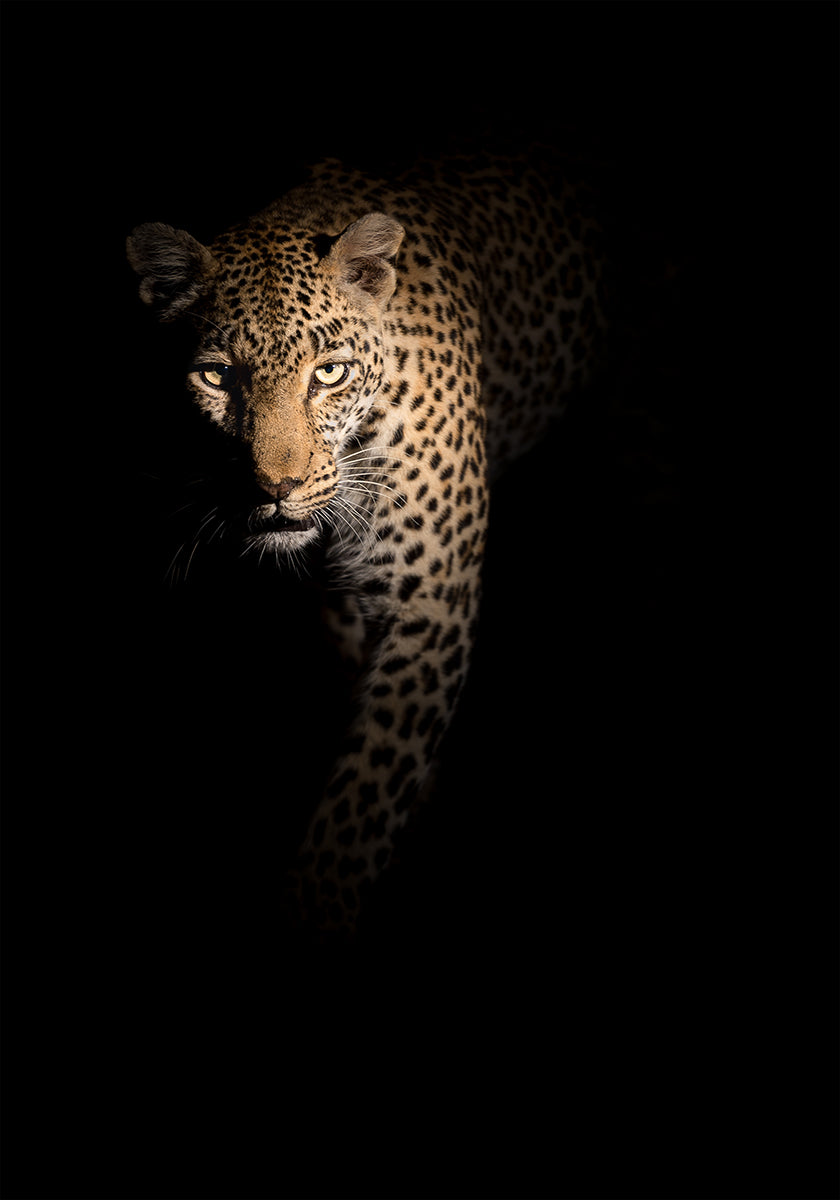 Out of the darkness - Posterbox