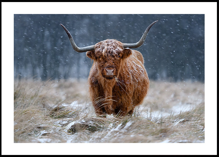 Snowy Highland cow - Posterbox