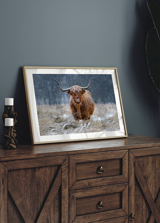 Snowy Highland cow - Posterbox