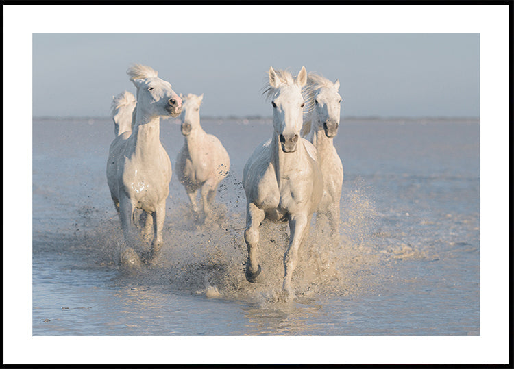 horses Plakat - Posterbox