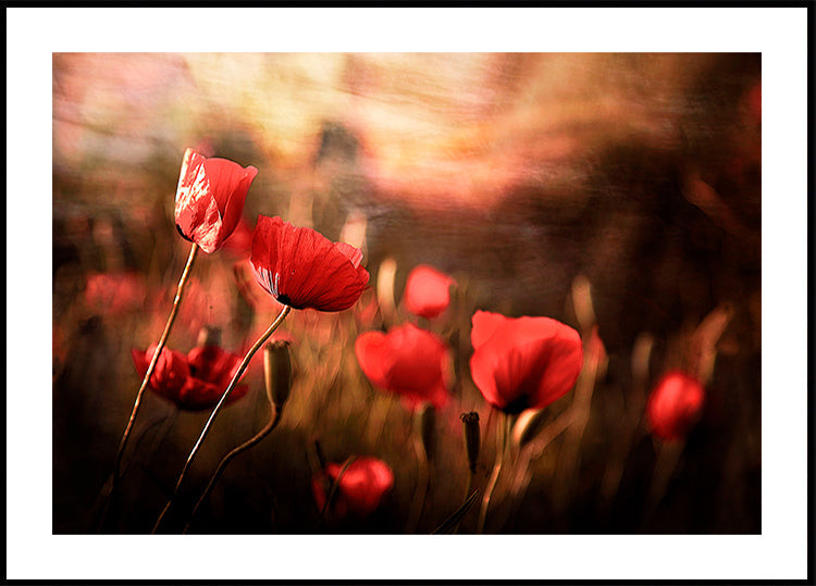 morning air - Posterbox