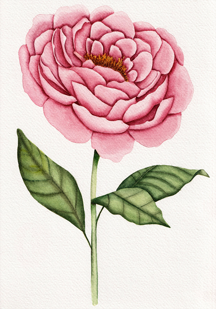01 Peonie Salomebiermanillustration (NEW) - Posterbox