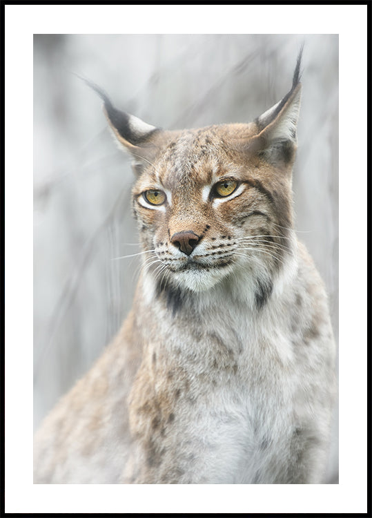 Lynx portrait in the fog Plakat - Posterbox