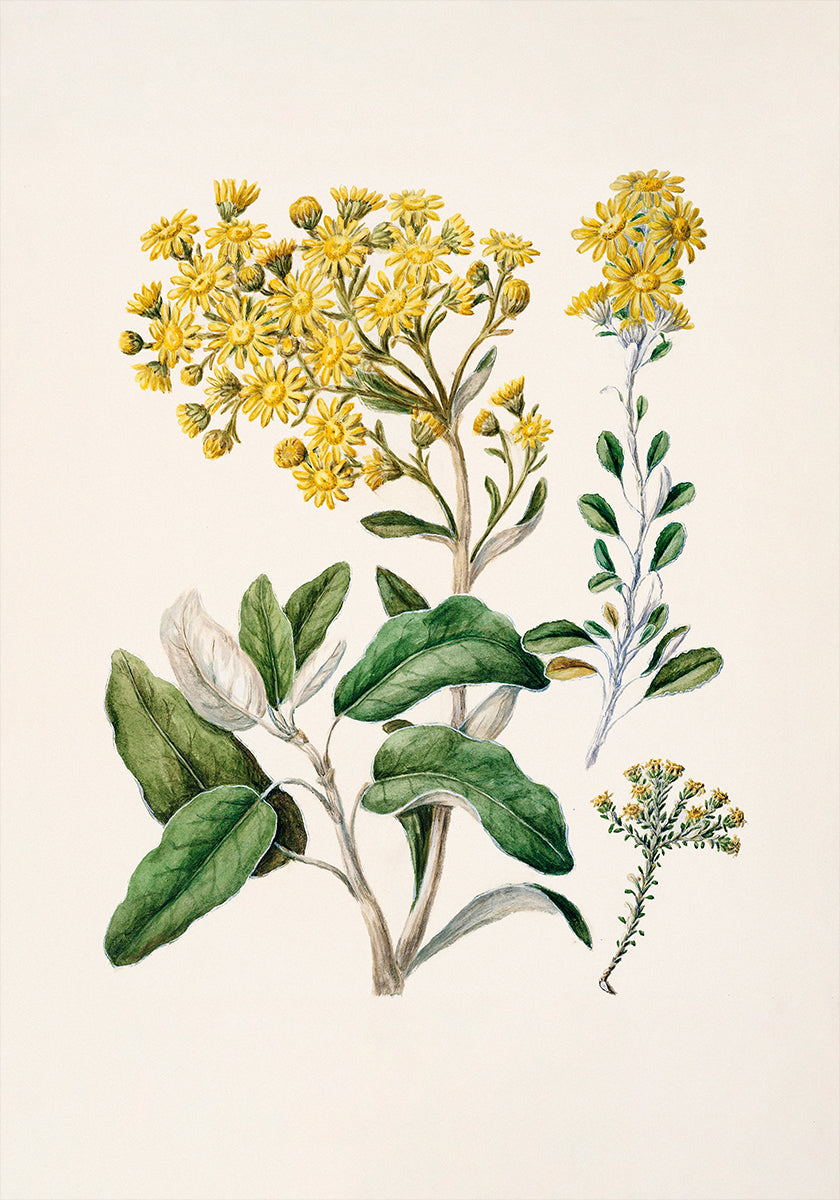 Das Bild ist eine botanische Illustration mit einer Vielzahl gelber Blumen und grünen Blättern.