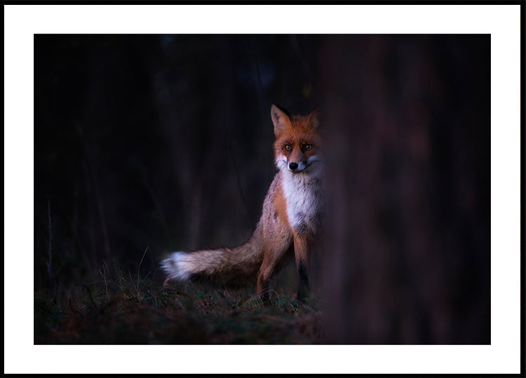 Glances - Posterbox