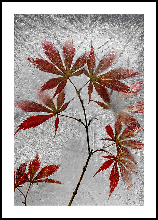 red maple - Posterbox