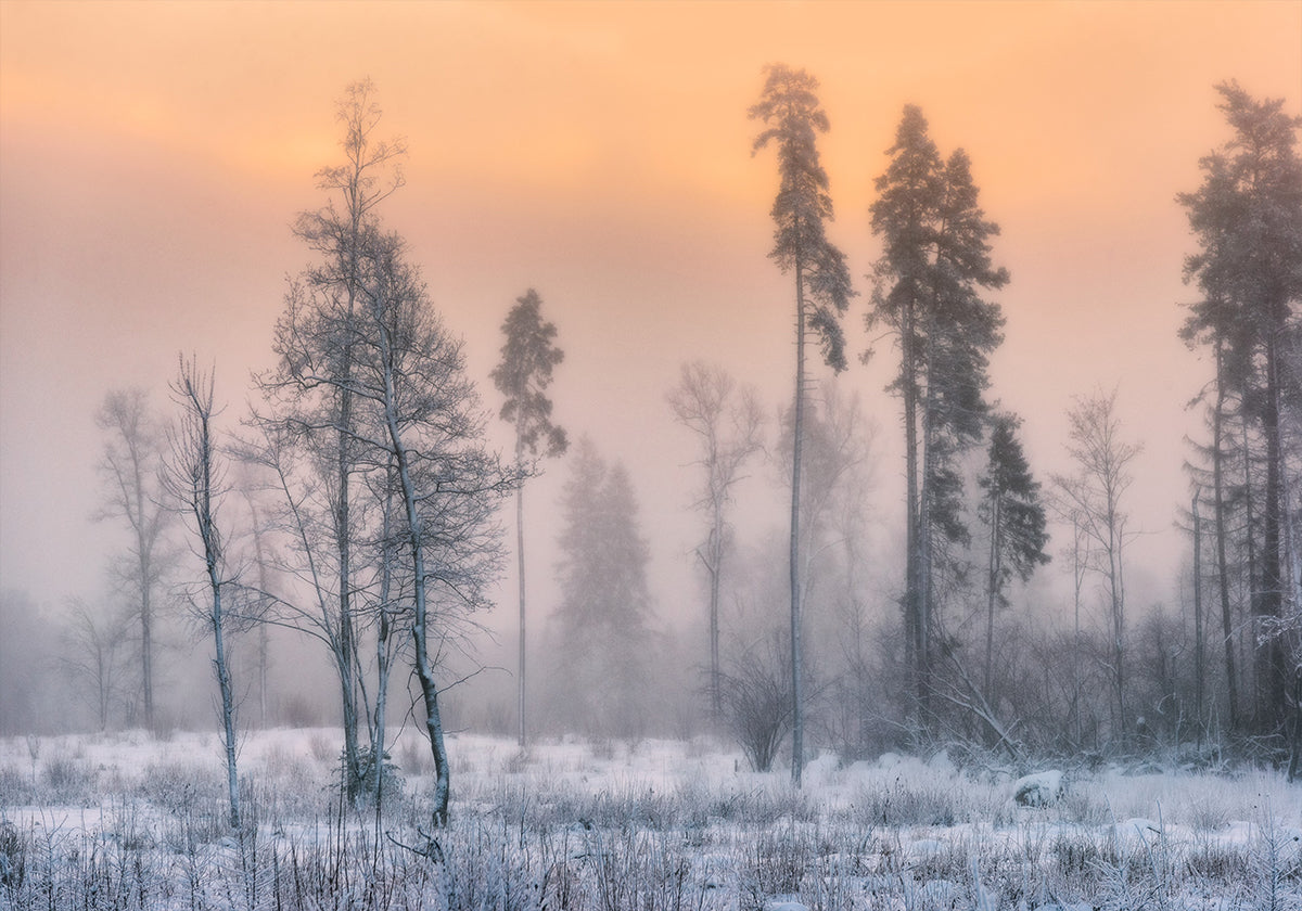 Frosty morning Plakat - Posterbox