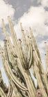 Desert Sentinels - Posterbox