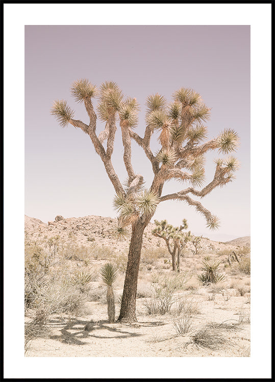 Desert Serenity - Posterbox