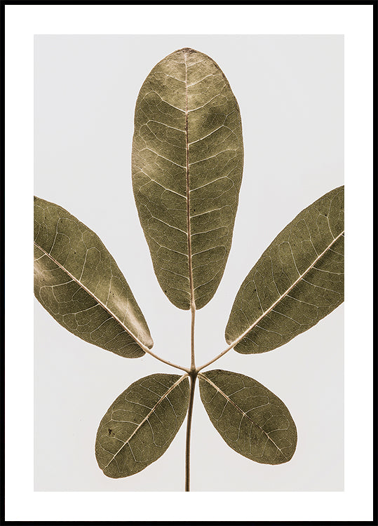 Five Leaf Harmony - Posterbox