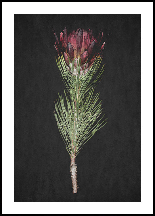 Protea Serenity Plakat - Posterbox