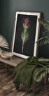 Protea Serenity Plakat - Posterbox