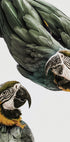 Vibrant Parrot Duo - Posterbox