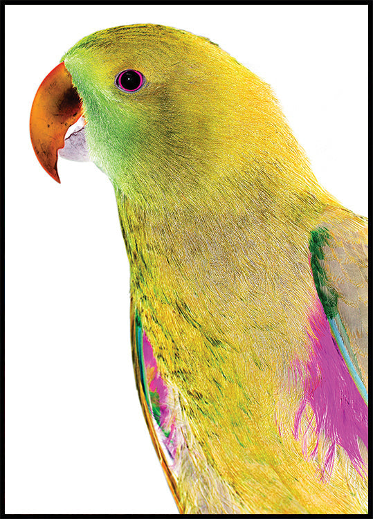 Vibrant Parrot Profile - Posterbox