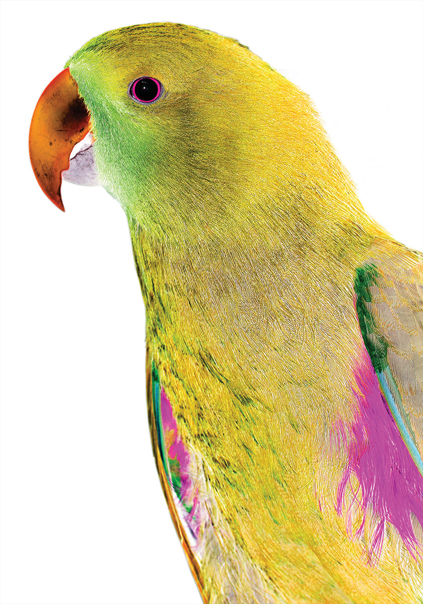Vibrant Parrot Profile - Posterbox