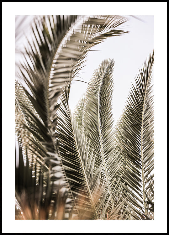 Whispers of Palms - Posterbox