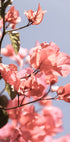 Blossoms in Breeze (NEW) - Posterbox