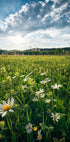 Flowering Meadow - Posterbox