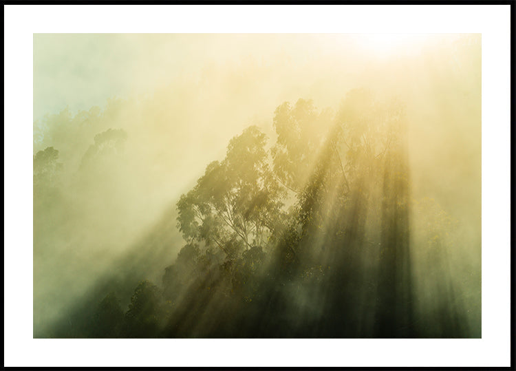 Foggy Woods III - Posterbox