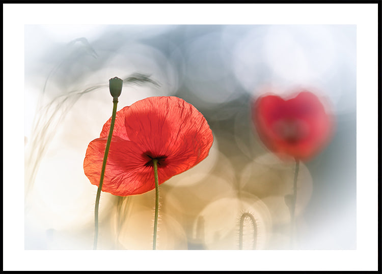 Morning Poppies - Posterbox