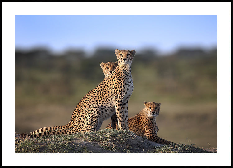 Cheetahs Family Plakat - Posterbox