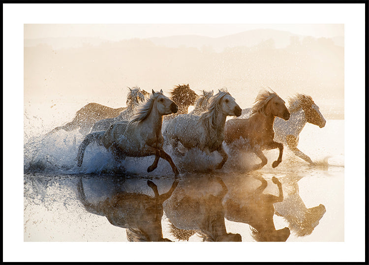 Horses Plakat - Posterbox