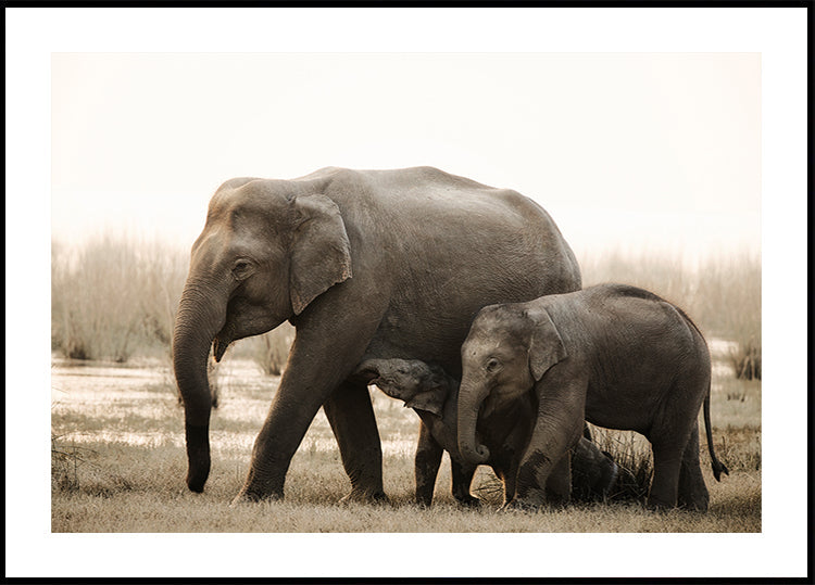 family portrait Plakat - Posterbox