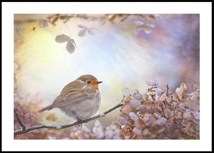 Robin on dreams - Posterbox
