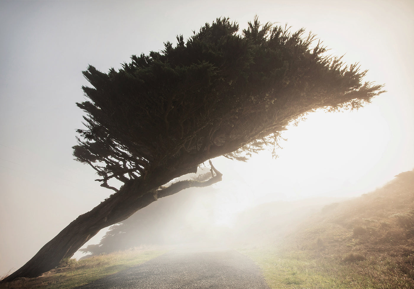 Poster „Gekippter Baum“ - Posterbox.dk