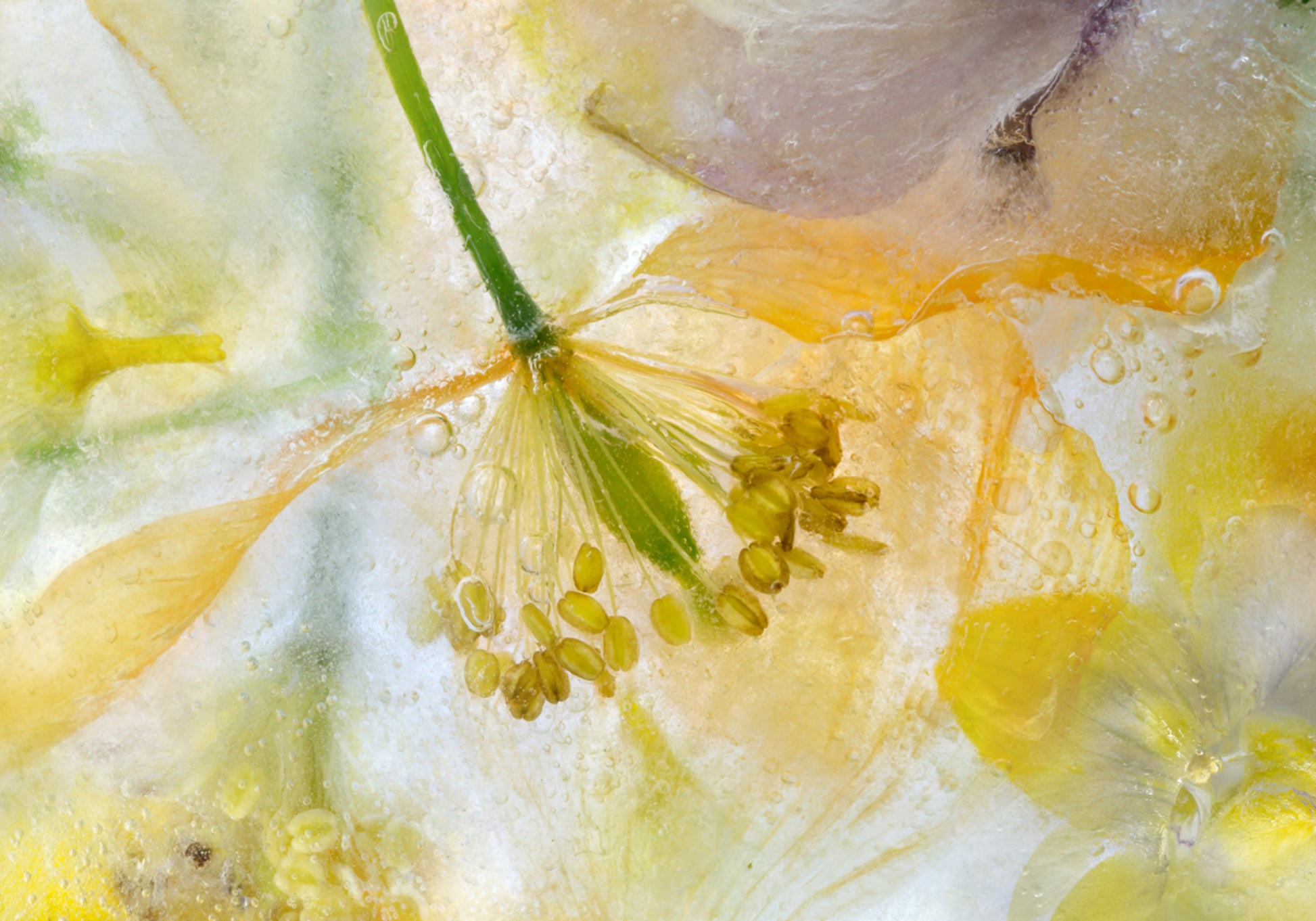Mohn-Eis