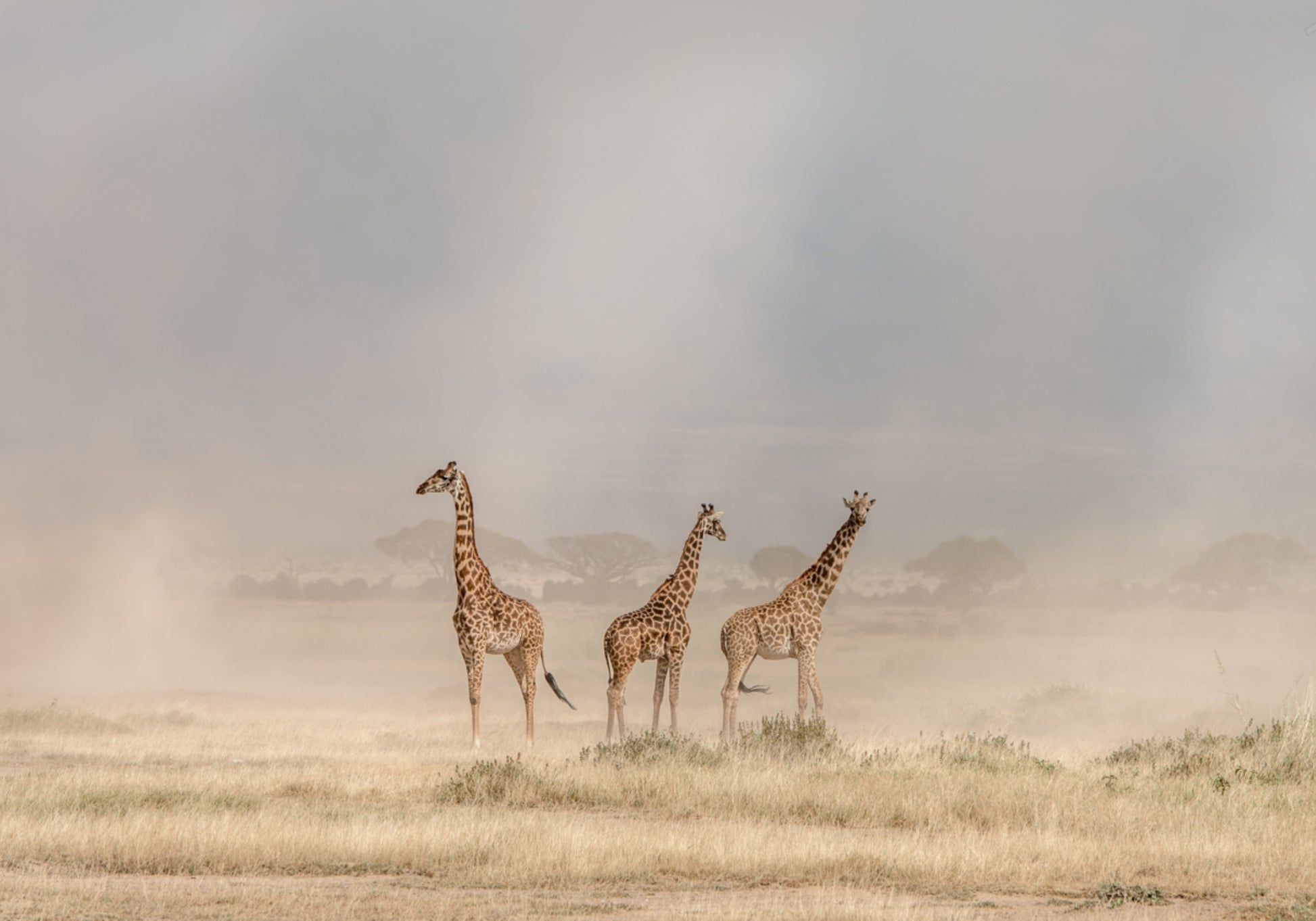 Giraffen im goldenen Staub