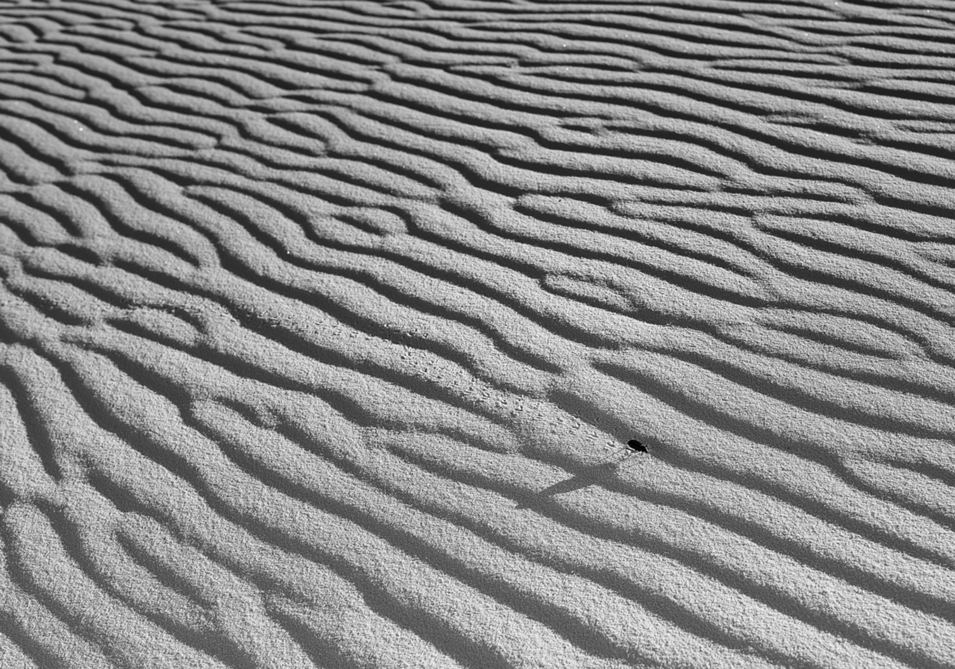 Welliger Sand und Insekten