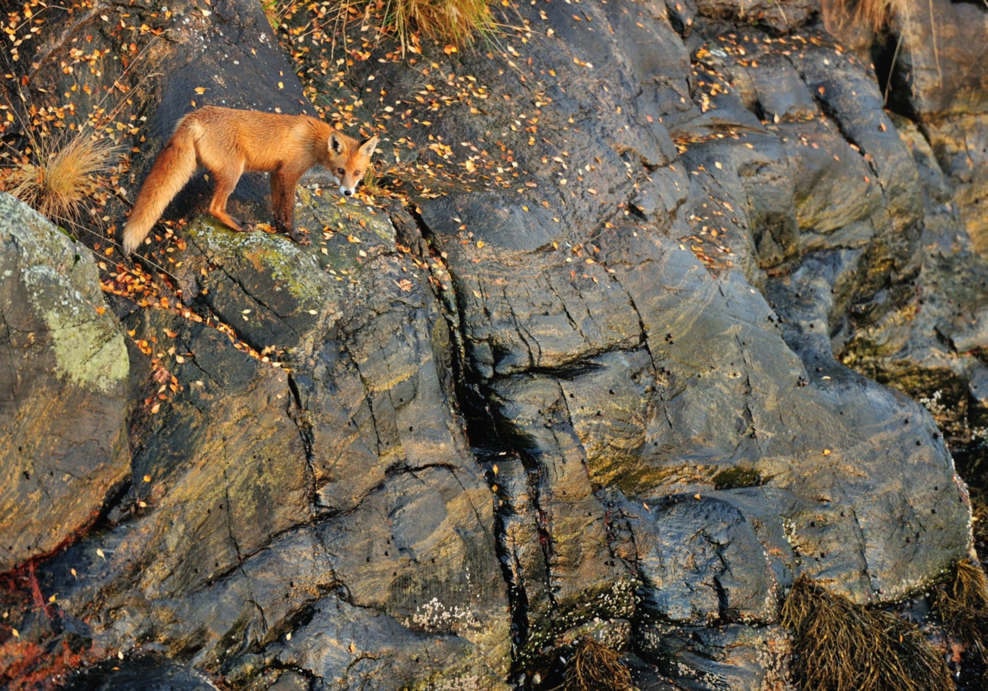 Rotfuchs auf Herbstfelsen