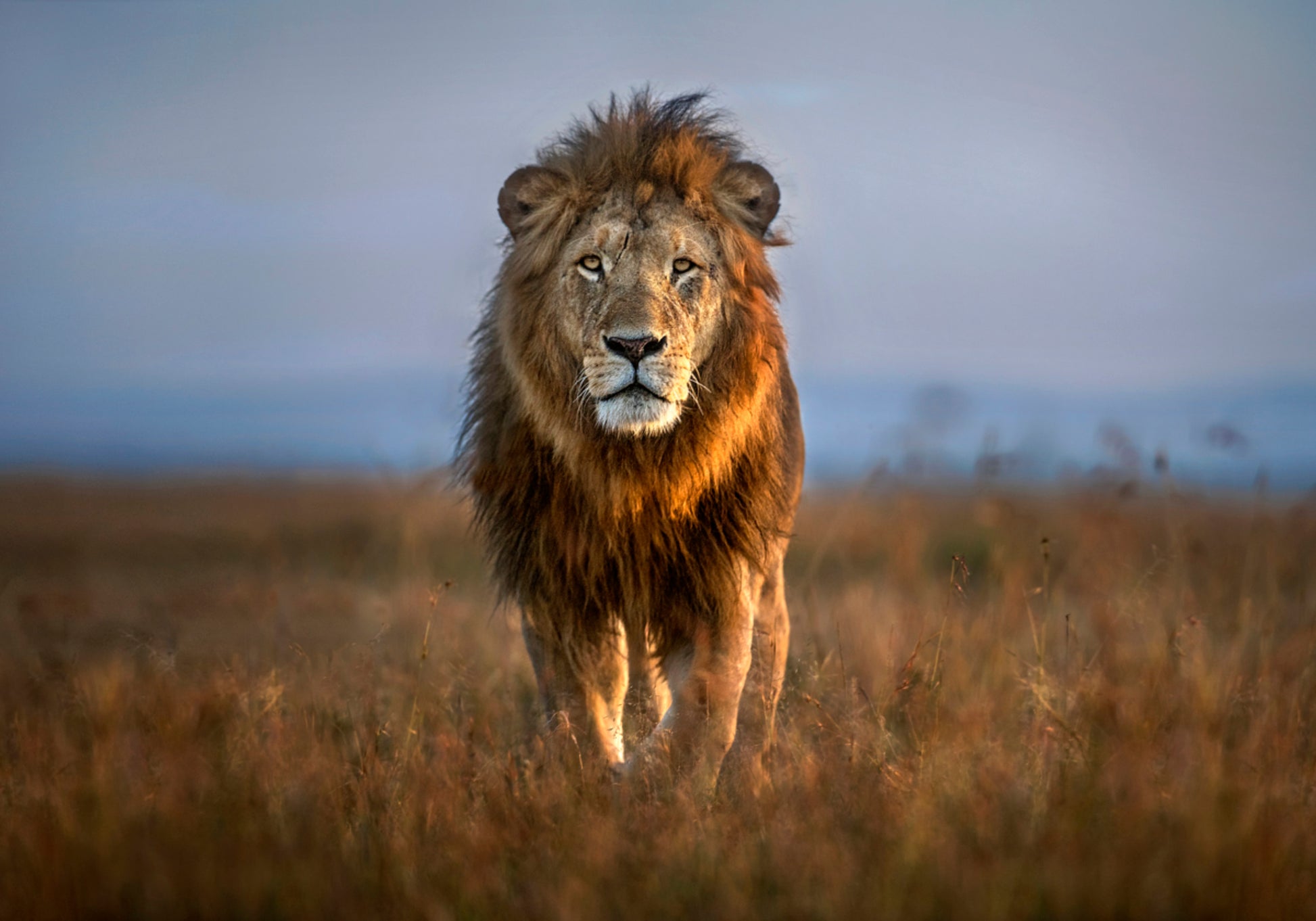 Majestätischer afrikanischer Löwe
