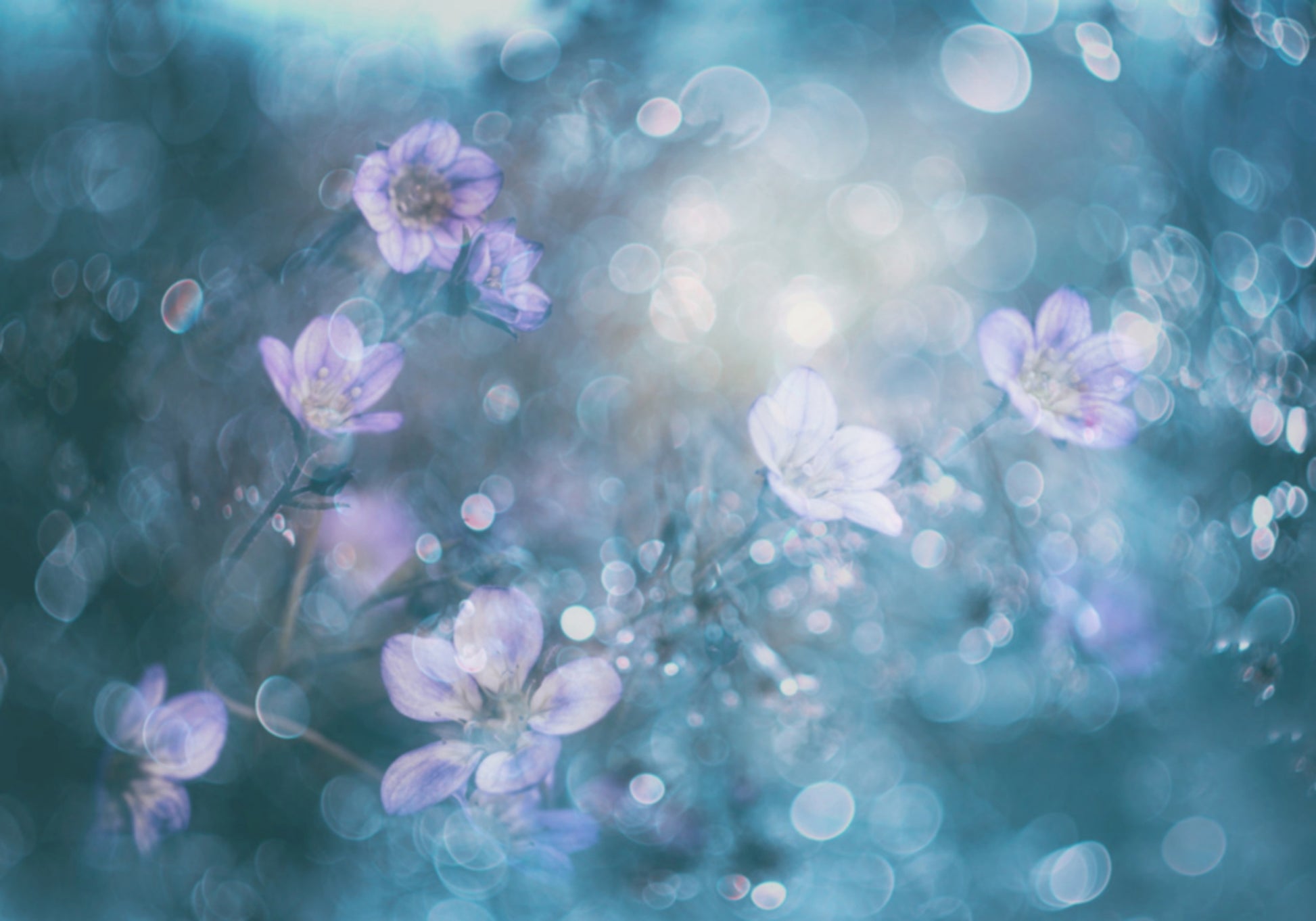 Verträumte Bokeh-Blumen