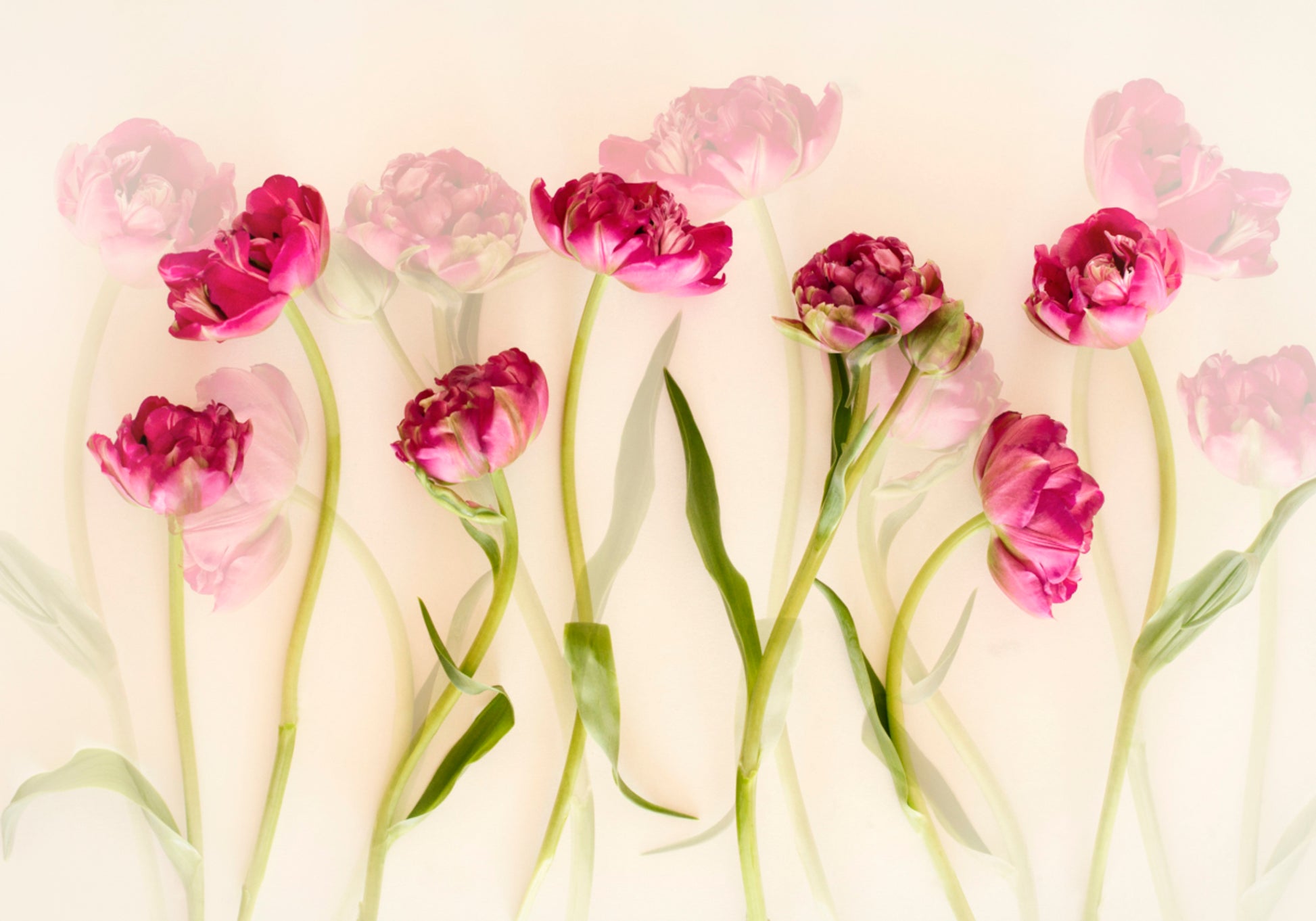 Verträumte rosa Tulpen
