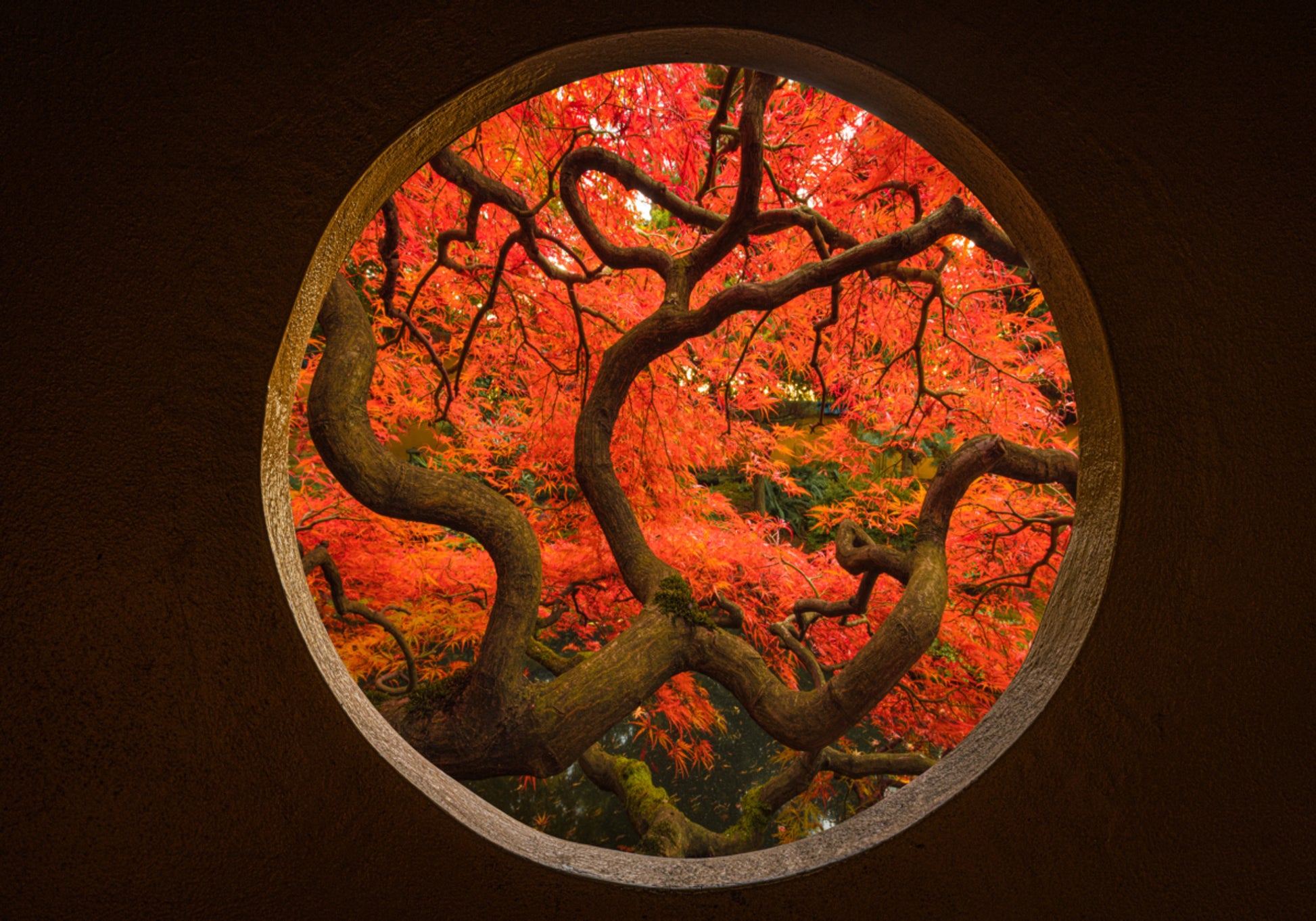Herbstliches Ahornportal