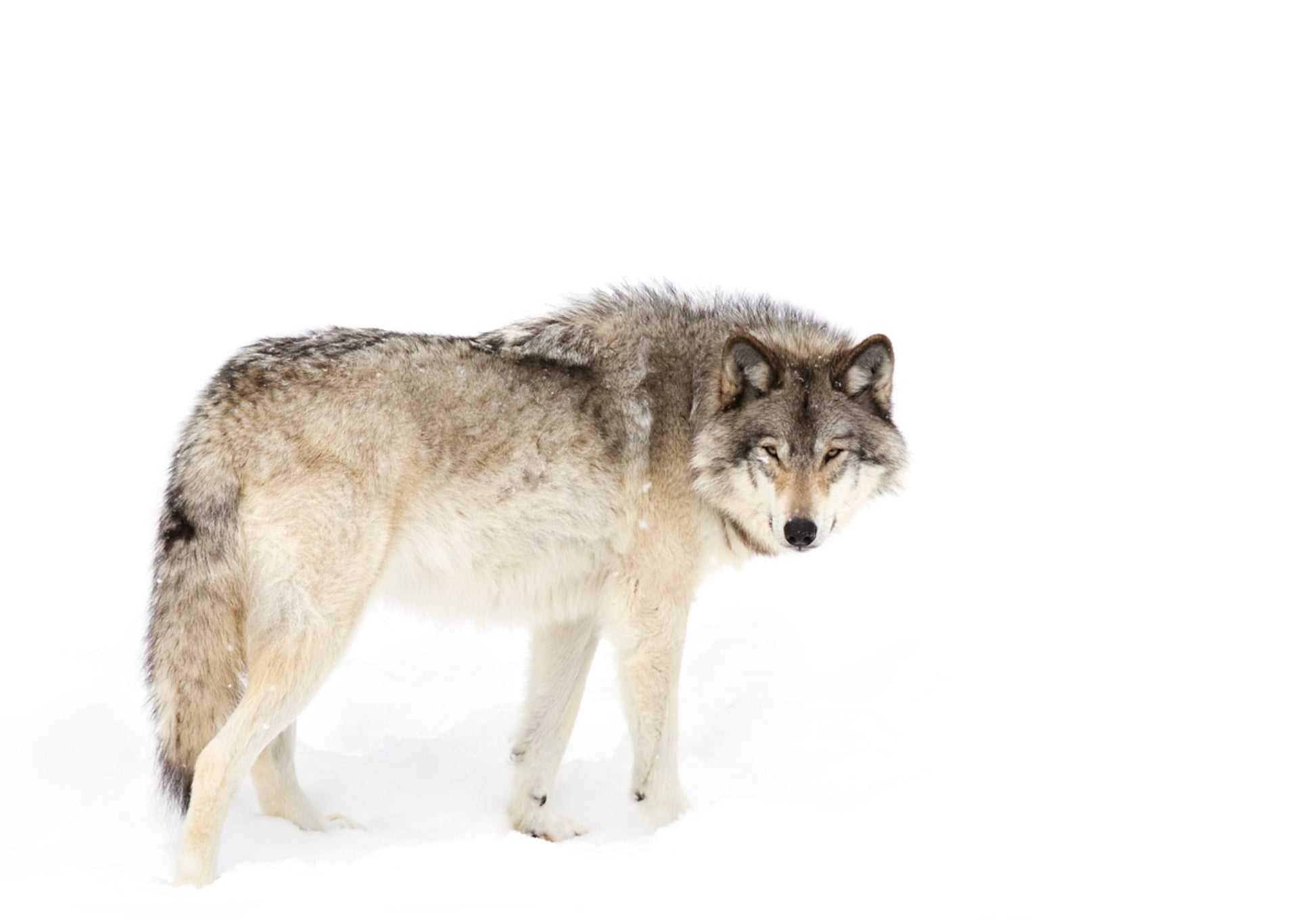 Wachsamer Winterwolf